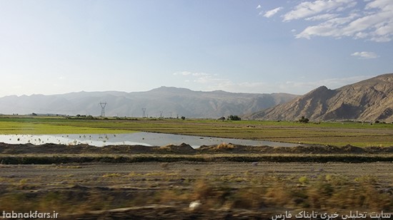 شالیزارهای بزرگ برنج در استانی که آب خوردن ندارد!!!/عکس