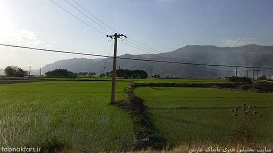 شالیزارهای بزرگ برنج در استانی که آب خوردن ندارد!!!/عکس