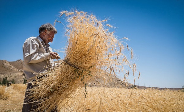 ۱۷.۷ هزار تن گندم از مزارع اندیمشک خریداری شد