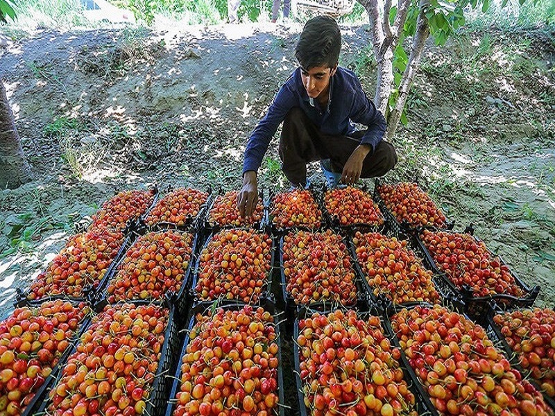 پیش‌بینی برداشت میوه از باغات شهرستان صحنه بیش از ۸۰ هزار تن است