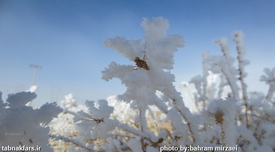 شکوفه های برفی در فارس/عکس