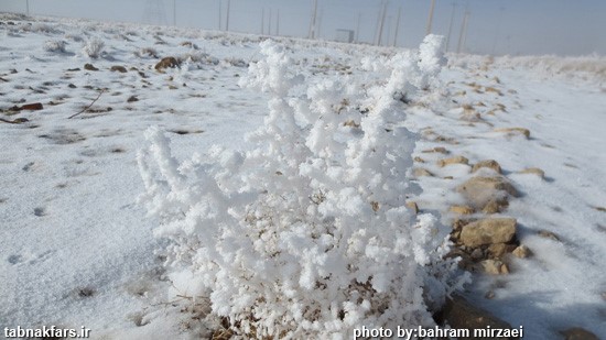 شکوفه های برفی در فارس/عکس