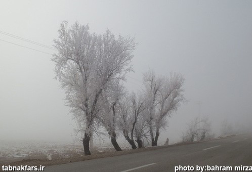 شکوفه های برفی در فارس/عکس