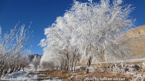 شکوفه های برفی در فارس/عکس