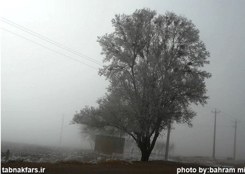 شکوفه های برفی در فارس/عکس