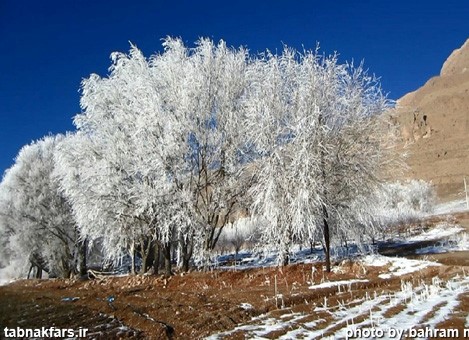 شکوفه های برفی در فارس/عکس