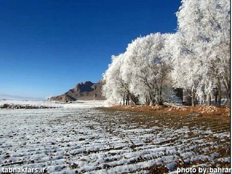 شکوفه های برفی در فارس/عکس