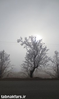 شکوفه های برفی در فارس/عکس