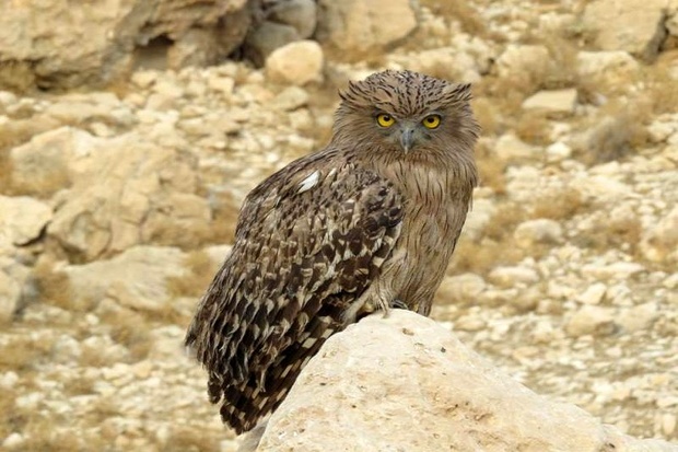 رویت 3جغد ماهی خوار کمیاب در خائیز کهگیلویه وبویراحمد + تصویر رویت 3جغد ماهی خوار کمیاب در خائیز کهگیلویه وبویراحمد + تصویر