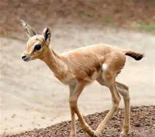 رهاسازی یک راس بره آهو در تاکستان رهاسازی یک راس بره آهو در تاکستان