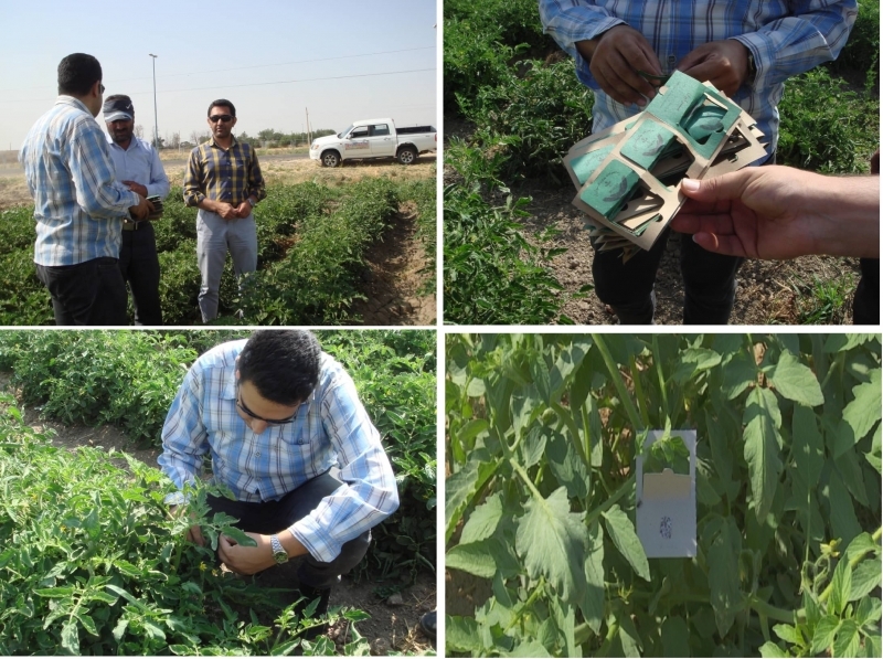 تخم زنبور تریکوگراما در مزارع گوجه فرنگی شهرستان آبیک رهاسازی شد تخم زنبور تریکوگراما در مزارع گوجه فرنگی شهرستان آبیک رهاسازی شد