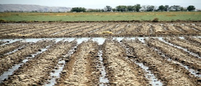 وارد آمدن خسارت به باغات شهرستان دالاهو بر اثر سرما
