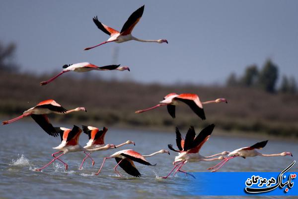 کوچ پرندگان به سواحل و تالابهای هرمزگان