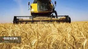 آغاز برداشت گندم در کوهبنان آغاز برداشت گندم در کوهبنان