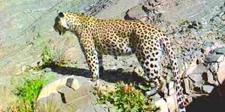 مقابله پلنگ با دامدار قوچانی