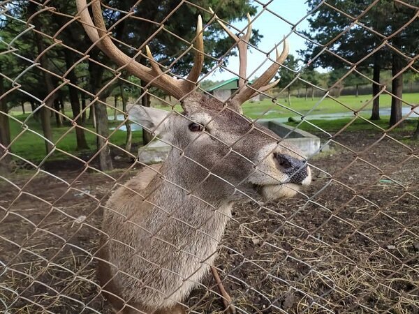فنس کشی جایگاه مرال‌های قرق بعد از ۵۰ سال اجرایی شد