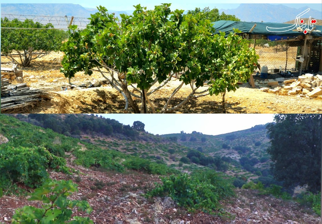 از تاکستان های ممسنی تا انجیرهای استهبان/ وقتی خاک ایلام تشنه تجربه های فارس می شود +فیلم از تاکستان های ممسنی تا انجیرهای استهبان/ وقتی خاک ایلام تشنه تجربه های فارس می شود +فیلم