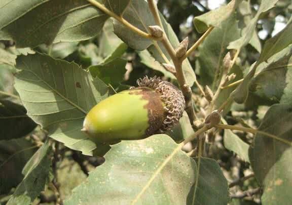 پایداری بلوط‌های کرمانشاه در دل خشکسالی‌ها / خشکیدگی تحت کنترل است