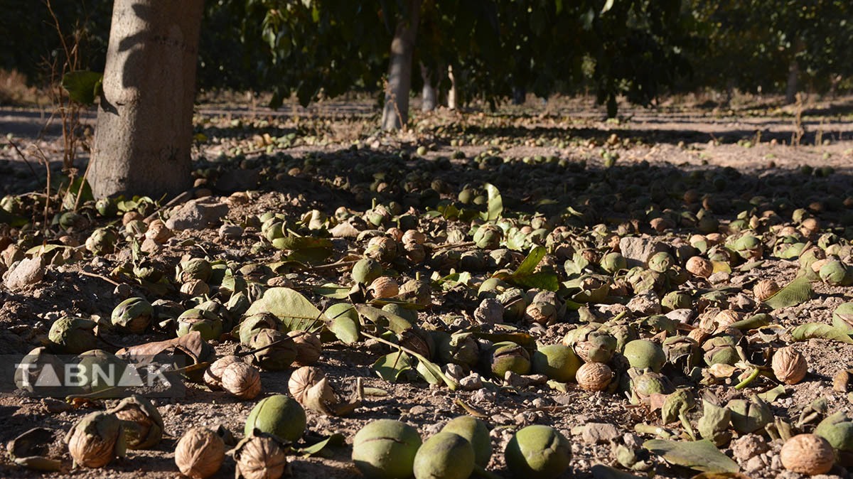 برداشت گردو اصلاح شده با دستگاه مکانیزه برداشت گردو اصلاح شده با دستگاه مکانیزه