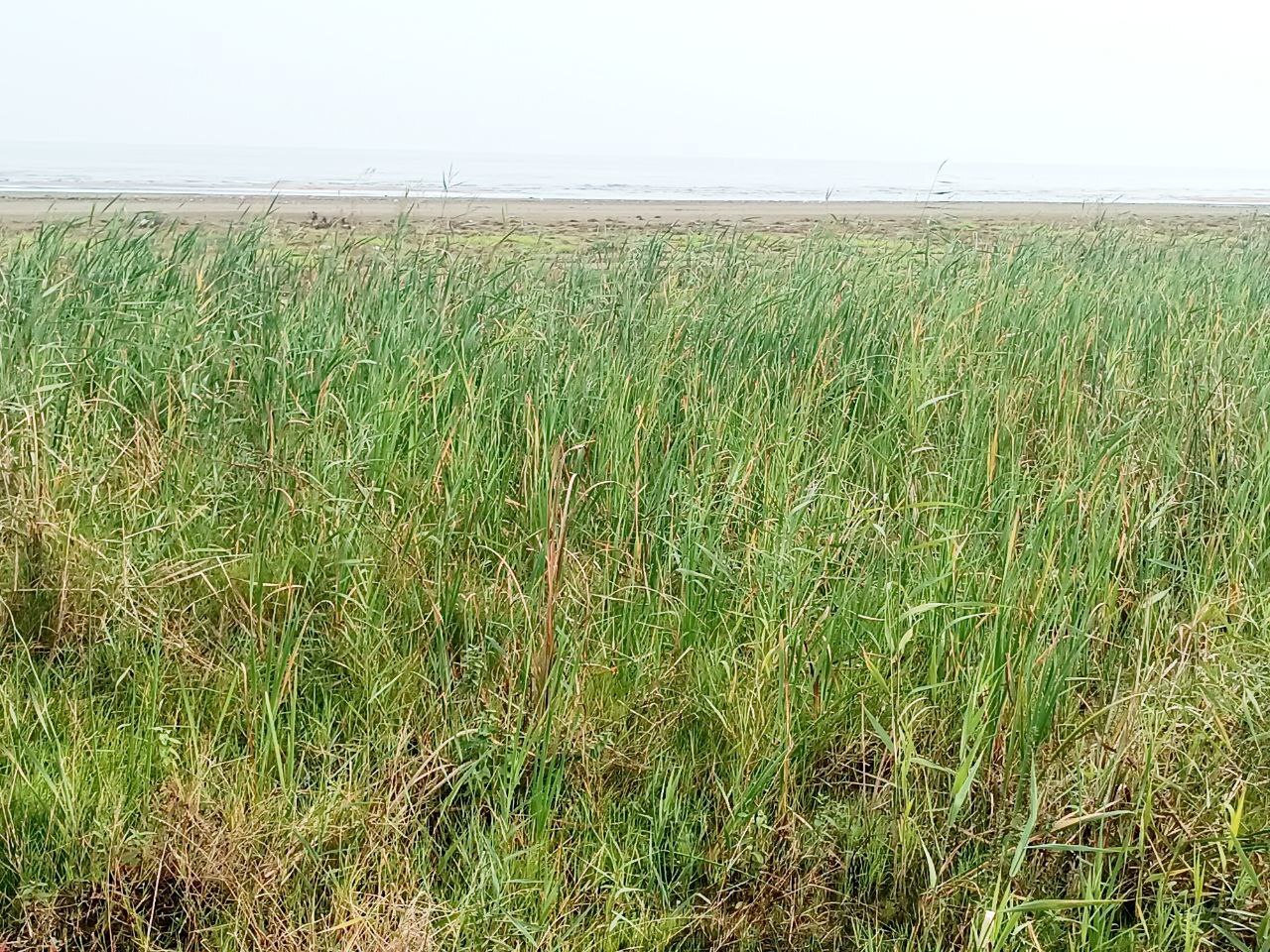 عقب‌نشینی ۲۰۰ متری خزر در شمال کشور/هشدار بزرگ برای شمال ایران