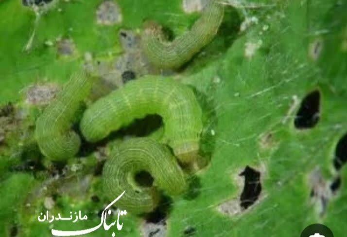 مزارع توسط آفت برگ‌ خوار پاییزه در خطر نابودیست