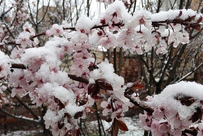 آمادهسازی باغات اردبیل برای مقابله با سرمازدگی درختان آمادهسازی باغات اردبیل برای مقابله با سرمازدگی درختان